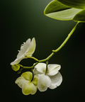 Flor de orquídea Vento Barcelona