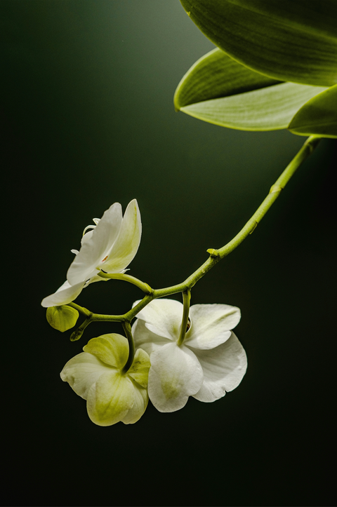 Flor de orquídea Vento Barcelona