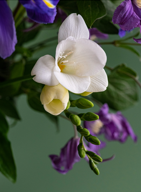 Flor de orquídea y lily