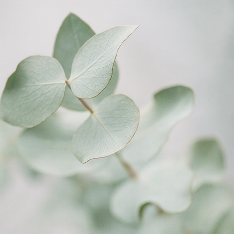 Fragancia de Eucalipto